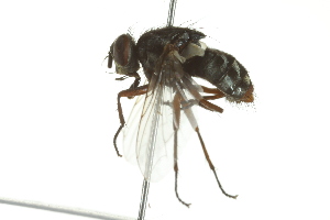  ( - 10BBDIP-0498)  @12 [ ] CreativeCommons - Attribution (2010) CBG Photography Group Centre for Biodiversity Genomics
