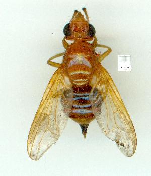  (Lamprogaster tricauda - gvc10861-1L)  @13 [ ] Copyright (2004) Graeme V. Cocks Unspecified