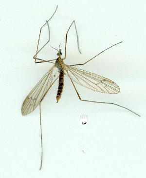  (Symplecta pilipes - gvc9527-1L)  @13 [ ] Copyright (2004) Graeme V. Cocks Unspecified