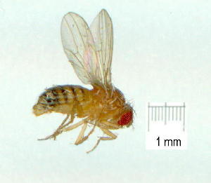  (Drosophila melanogaster - gvc9827-1L)  @13 [ ] Copyright (2004) Graeme V. Cocks Unspecified