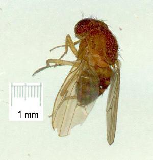  (Drosophila pararubida - gvc16441-1L)  @11 [ ] CreativeCommons - Attribution Non-Commercial (2010) Graeme V. Cocks Unspecified