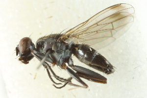 ( - gvc17208-1L)  @13 [ ] CreativeCommons - Attribution (2012) CBG Photography Group Centre for Biodiversity Genomics