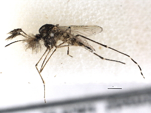  (Aedes vigilax - gvc18133-1L)  @13 [ ] CreativeCommons - Attribution (2012) CBG Photography Group Centre for Biodiversity Genomics