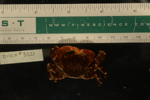  ( - LACM:DISCO:3221)  @11 [ ] CreativeCommons  Attribution (by) (2018) Natural History Museum of Los Angeles County Natural History Museum of Los Angeles County