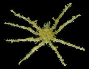  (Eurycyde spinosa - LACM:DISCO:3480)  @11 [ ] CreativeCommons  Attribution (by) (2018) Natural History Museum of Los Angeles County Natural History Museum of Los Angeles County