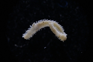  (Syllis gracilis - LACM:DISCO:3728)  @11 [ ] CreativeCommons  Attribution (by) (2018) Natural History Museum of Los Angeles County Natural History Museum of Los Angeles County