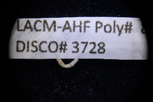  ( - LACM:DISCO:3728)  @11 [ ] CreativeCommons  Attribution (by) (2018) Natural History Museum of Los Angeles County Natural History Museum of Los Angeles County
