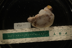  ( - LACM:DISCO:3912)  @11 [ ] CreativeCommons  Attribution (by) (2018) Natural History Museum of Los Angeles County Natural History Museum of Los Angeles County