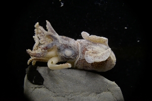  ( - LACM:DISCO:3964)  @11 [ ] CreativeCommons  Attribution (by) (2018) Natural History Museum of Los Angeles County Natural History Museum of Los Angeles County