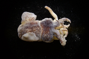  ( - LACM:DISCO:3964)  @11 [ ] CreativeCommons  Attribution (by) (2018) Natural History Museum of Los Angeles County Natural History Museum of Los Angeles County