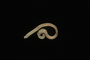  ( - LACM:DISCO:4029)  @11 [ ] CreativeCommons  Attribution (by) (2018) Natural History Museum of Los Angeles County Natural History Museum of Los Angeles County