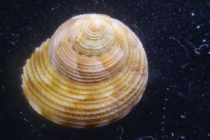  (Calliostoma keenae - LACM:DISCO:4034)  @11 [ ] CreativeCommons  Attribution (by) (2018) Natural History Museum of Los Angeles County Natural History Museum of Los Angeles County