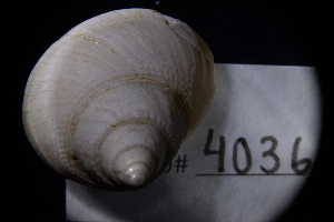  ( - LACM:DISCO:4036)  @11 [ ] CreativeCommons  Attribution (by) (2018) Natural History Museum of Los Angeles County Natural History Museum of Los Angeles County