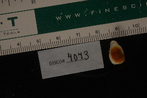  (Sinum scopulosum - LACM:DISCO:4043)  @11 [ ] CreativeCommons  Attribution (by) (2018) Natural History Museum of Los Angeles County Natural History Museum of Los Angeles County