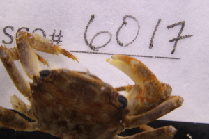  ( - LACM:DISCO:6017)  @11 [ ] CreativeCommons  Attribution (by) (2018) Natural History Museum of Los Angeles County Natural History Museum of Los Angeles County