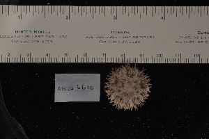  ( - LACM:DISCO:6610)  @11 [ ] CreativeCommons  Attribution (by) (2018) Natural History Museum of Los Angeles County Natural History Museum of Los Angeles County