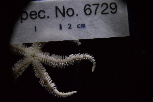  ( - LACM:DISCO:6729)  @11 [ ] CreativeCommons  Attribution (by) (2018) Natural History Museum of Los Angeles County Natural History Museum of Los Angeles County