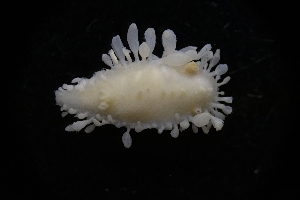  (Limacia mcdonaldi - LACM:DISCO:6736)  @11 [ ] CreativeCommons  Attribution (by) (2018) Natural History Museum of Los Angeles County Natural History Museum of Los Angeles County