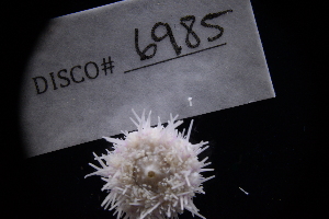  ( - LACM:DISCO:6985)  @11 [ ] CreativeCommons  Attribution (by) (2018) Natural History Museum of Los Angeles County Natural History Museum of Los Angeles County