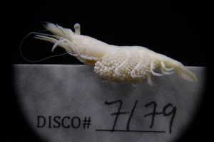  ( - LACM:DISCO:7179)  @11 [ ] CreativeCommons  Attribution (by) (2018) Natural History Museum of Los Angeles County Natural History Museum of Los Angeles County