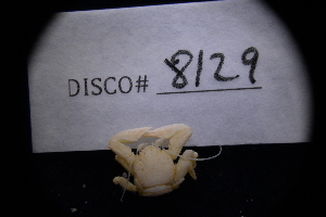  ( - LACM:DISCO:8129)  @11 [ ] CreativeCommons  Attribution (by) (2018) Natural History Museum of Los Angeles County Natural History Museum of Los Angeles County