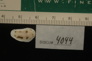  ( - LACM:DISCO:4044)  @11 [ ] CreativeCommons  Attribution (by) (2018) Natural History Museum of Los Angeles County Natural History Museum of Los Angeles County