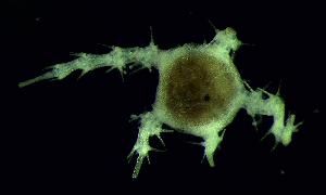 ( - DSB_86)  @11 [ ] Copyright (2015) Pedro Martinez Arbizu German Center for Marine Biodiversity Research