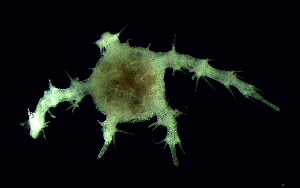  ( - DSB_86)  @11 [ ] Copyright (2015) Pedro Martinez Arbizu German Center for Marine Biodiversity Research