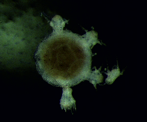  ( - DSB_94)  @11 [ ] Copyright (2015) Pedro Martinez Arbizu German Center for Marine Biodiversity Research