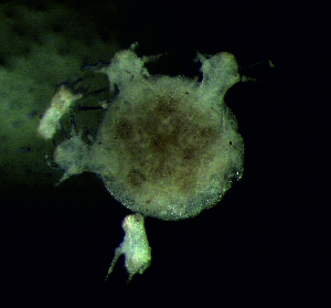  (Silax - DSB_94)  @11 [ ] Copyright (2015) Pedro Martinez Arbizu German Center for Marine Biodiversity Research