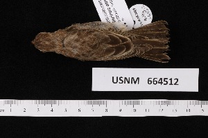  (Crithagra xanthopygia - USNM_664512)  @11 [ ] nrr  Unspecified Unspecified