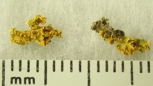  (Xanthomendoza galericulata - ABMI.L.1159999)  @11 [ ] CreativeCommons  Attribution Non-Commercial Share-Alike (2022) Diane L. Haughland Alberta Biodiversity Monitoring Institute