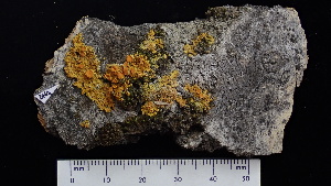  (Xanthomendoza hasseana - ABMI.L.1268941)  @11 [ ] CreativeCommons  Attribution Non-Commercial Share-Alike (2022) Diane L. Haughland Alberta Biodiversity Monitoring Institute