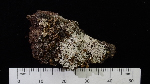  (Physcia americana - ABMI.L.1504174)  @11 [ ] CreativeCommons  Attribution Non-Commercial Share-Alike (2022) Diane L. Haughland Alberta Biodiversity Monitoring Institute
