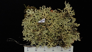  ( - DLH-2014-221)  @11 [ ] CreativeCommons  Attribution Non-Commercial Share-Alike (2022) Diane L. Haughland Alberta Biodiversity Monitoring Institute