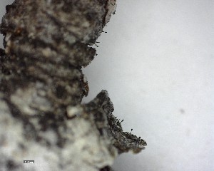  (Phaeocalicium populneum - DLH-2017-409)  @11 [ ] CreativeCommons  Attribution Non-Commercial Share-Alike (2020) Diane L. Haughland Unspecified