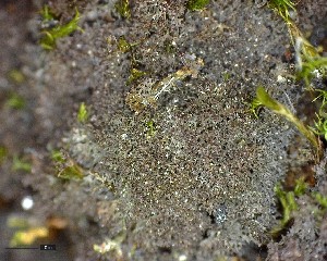  (Scytinium pulvinatum - DLH-2017-466)  @11 [ ] CreativeCommons  Attribution Non-Commercial Share-Alike (2020) Diane L. Haughland Unspecified