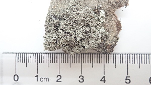  (Physcia subtilis - DLH-2017-663)  @11 [ ] CreativeCommons  Attribution Non-Commercial Share-Alike (2020) Diane L. Haughland Unspecified