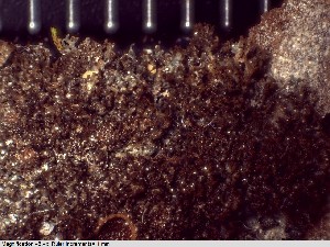  ( - DLH-2018-235)  @11 [ ] CreativeCommons  Attribution Non-Commercial Share-Alike (2022) Diane L. Haughland Unspecified
