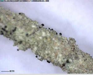  (Chaenothecopsis ochroleuca - DLH-2015-460)  @11 [ ] Unspecified (default): All Rights Reserved  Unspecified Unspecified