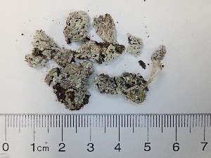  (Physcia caesia - DLH-2016-364)  @11 [ ] Unspecified (default): All Rights Reserved  Unspecified Unspecified