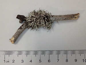  (Physcia adscendens - DLH-2016-371)  @11 [ ] Unspecified (default): All Rights Reserved  Unspecified Unspecified