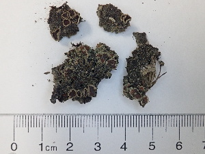  (Psoroma - DLH-2018-181)  @11 [ ] Unspecified (default): All Rights Reserved  Unspecified Unspecified