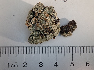  (Rhizoplaca opiniconensis - DLH-2018-319)  @11 [ ] Unspecified (default): All Rights Reserved  Unspecified Unspecified