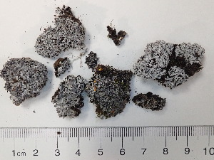  (Physcia muscigena - DLH-2018-366)  @11 [ ] Unspecified (default): All Rights Reserved  Unspecified Unspecified
