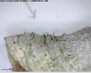  (Phaeocalicium polyporaeum - DLH-2018-412)  @11 [ ] Unspecified (default): All Rights Reserved  Unspecified Unspecified