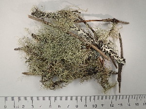  (Usnea viktoriana - DLH-2018-KR7)  @11 [ ] Unspecified (default): All Rights Reserved  Unspecified Unspecified