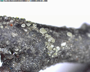  (Lecanora laxa - DLH-Tombstone2018-45)  @11 [ ] Unspecified (default): All Rights Reserved  Unspecified Unspecified