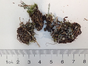  (Cladonia crispata - DLH-Tombstone2018-49)  @11 [ ] Unspecified (default): All Rights Reserved  Unspecified Unspecified