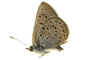  ( - DMLEP-0056)  @13 [ ] CreativeCommons - Attribution (2010) CBG Photography Group Centre for Biodiversity Genomics